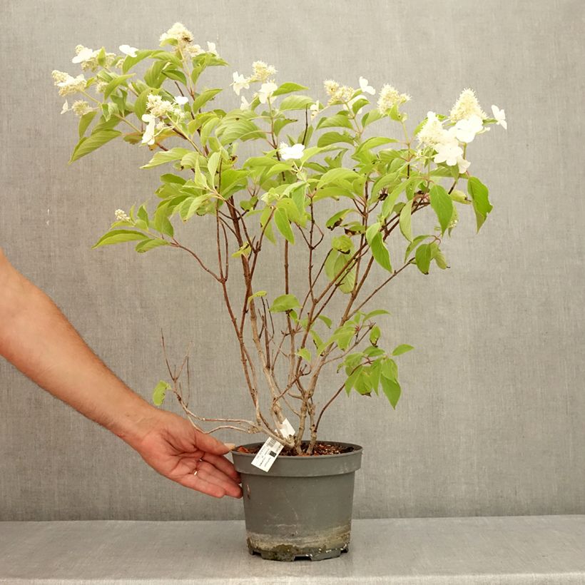 Spécimen de Hydrangea paniculata Levana - Hortensia paniculé Pot de 3L/4L tel que livré en été