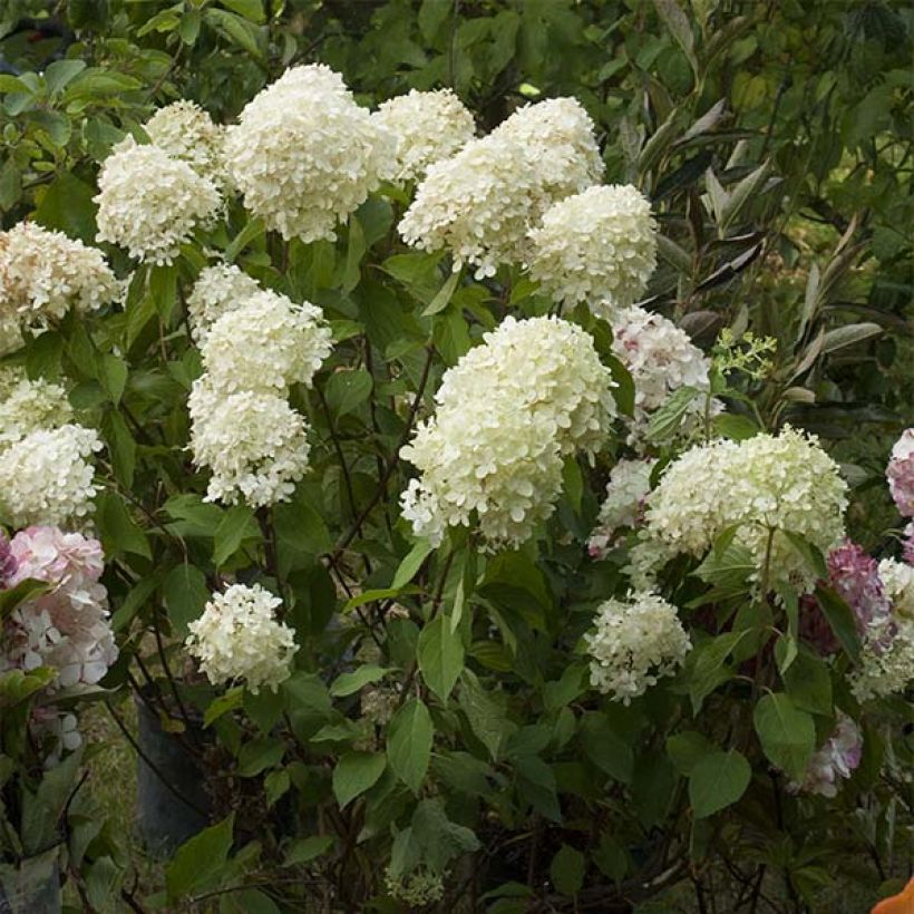 Hydrangea paniculata Limelight - Hortensia paniculé (Floraison)