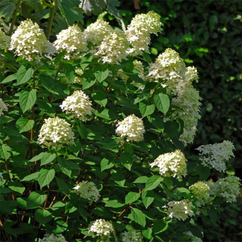 Hydrangea paniculata Limelight - Hortensia paniculé (Port)