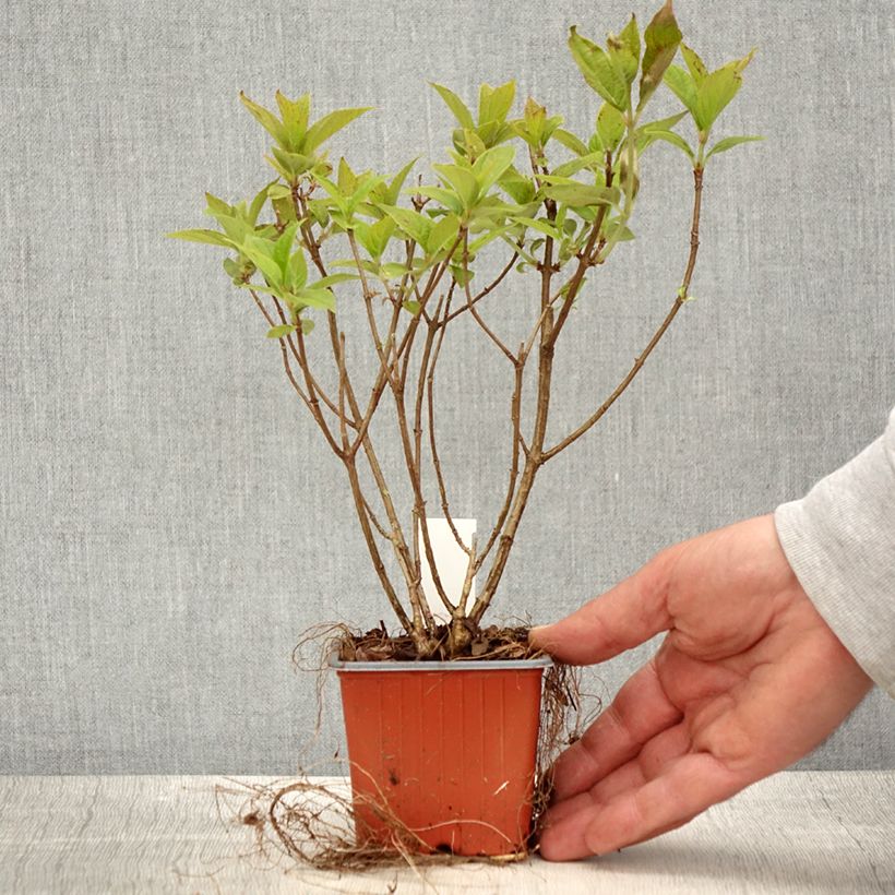 Spécimen de Hydrangea paniculata Limelight - Hortensia paniculé - Godet de 8/9 cm tel que livré au printemps