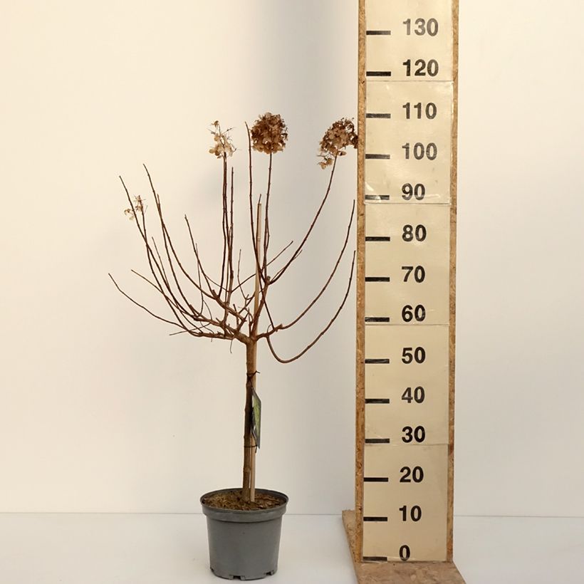 Spécimen de Hydrangea paniculata Limelight - Hortensia paniculé Pot de 3L/4L, Tige de 40 cm tel que livré en hiver