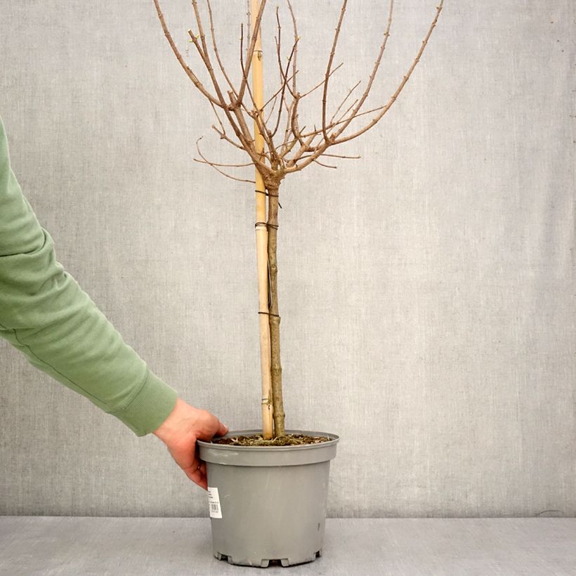 Spécimen de Hydrangea paniculata Limelight - Hortensia paniculé Pot de 3L/4L Tige de 40 cm tel que livré au printemps