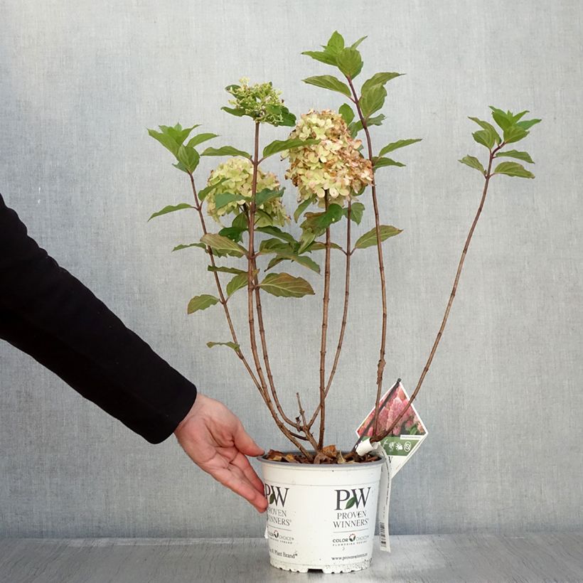 Spécimen de Hydrangea paniculata Limelight Prime- Hortensia paniculé Pot de 3L/4L tel que livré en automne