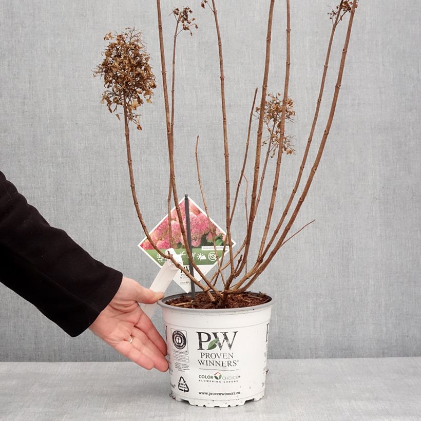 Spécimen de Hydrangea paniculata Limelight Prime- Hortensia paniculé Pot de 3L/4LHauteur livrée env. 40/50cm tel que livré en hiver