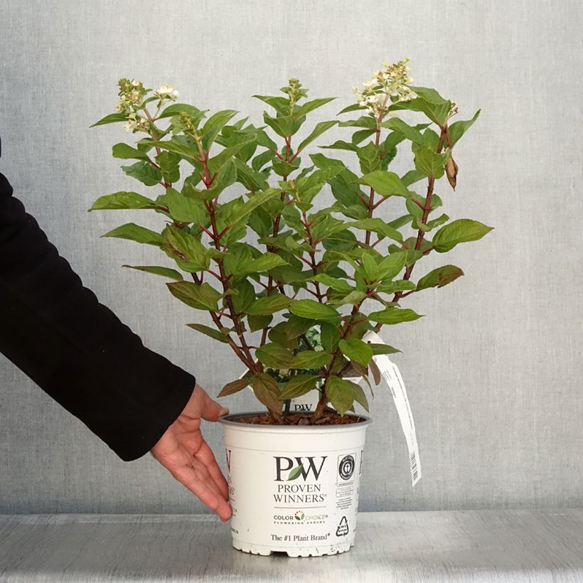 Spécimen de Hydrangea paniculata Little Lime Punch - Hortensia paniculé Pot de 3L/4L tel que livré en automne