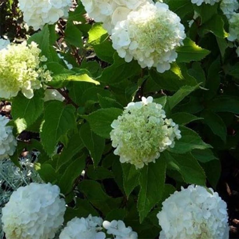 Hydrangea paniculata Magical Mont Blanc - Hortensia paniculé (Feuillage)