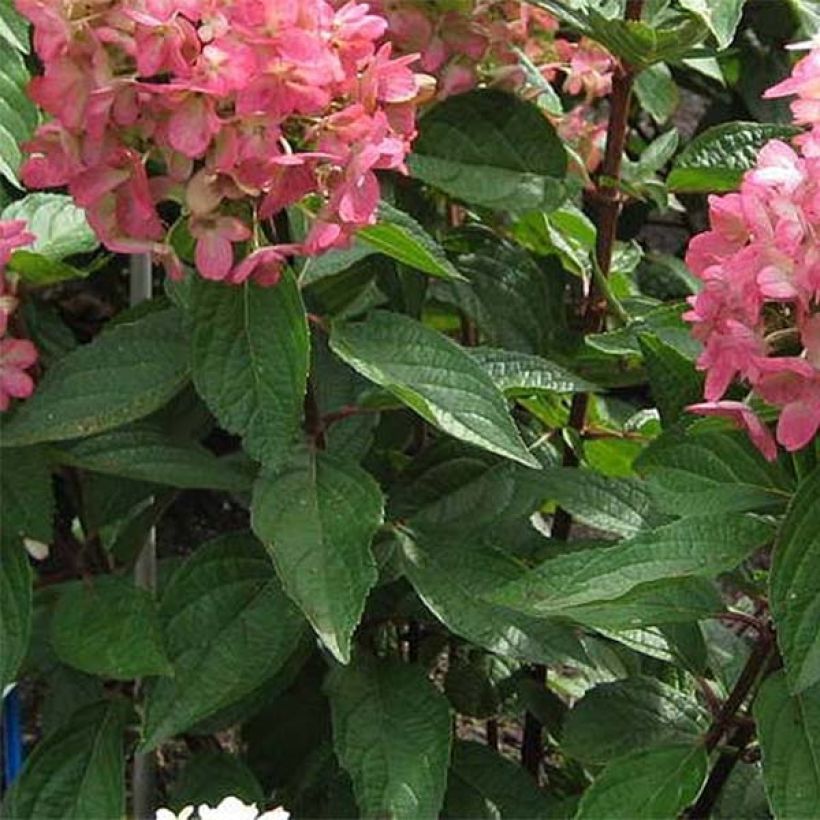 Hydrangea paniculata Magical Vesuvio - Hortensia paniculé (Feuillage)