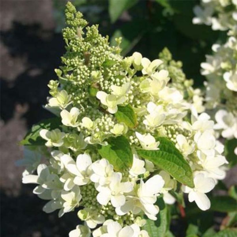 Hydrangea paniculata Magical Vesuvio - Hortensia paniculé (Floraison)