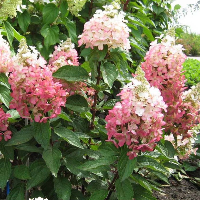 Hydrangea paniculata Magical Vesuvio - Hortensia paniculé (Port)