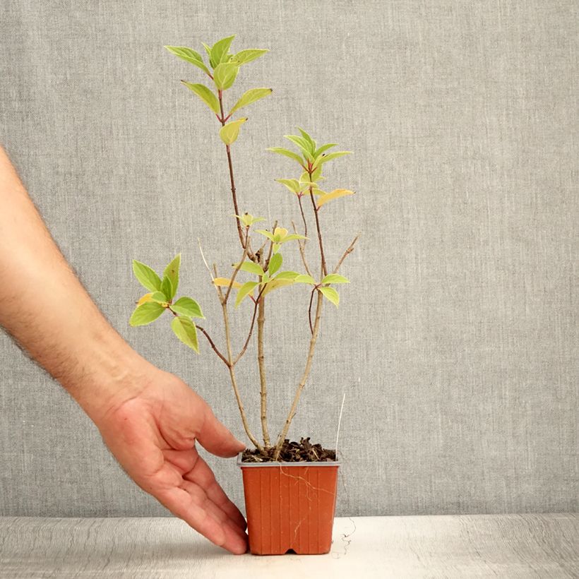 Spécimen de Hydrangea paniculata Mojito - Hortensia paniculé Godet de 8/9 cm tel que livré en été