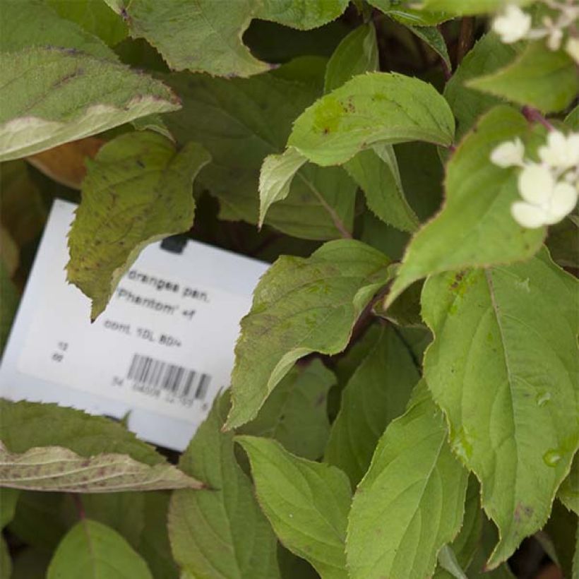 Hydrangea paniculata Phantom - Hortensia paniculé (Feuillage)