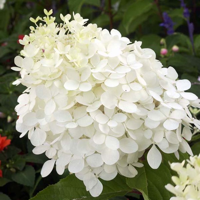 Hydrangea paniculata Phantom - Hortensia paniculé (Floraison)