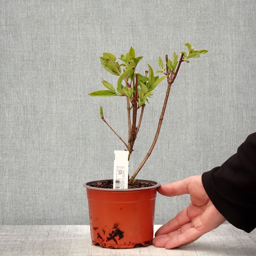 Spécimen de Hydrangea paniculata Pinky Winky - Hortensia paniculé - Pot de 9 cm tel que livré au printemps