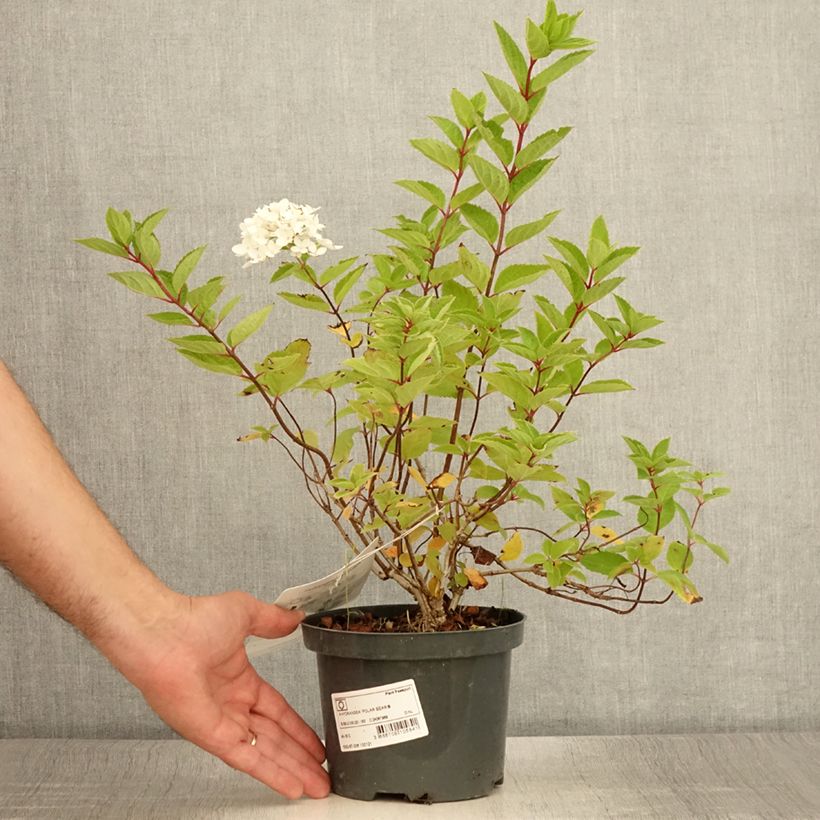 Spécimen de Hydrangea paniculata Polar Bear - Hortensia paniculé Pot de 2L/3L tel que livré en été