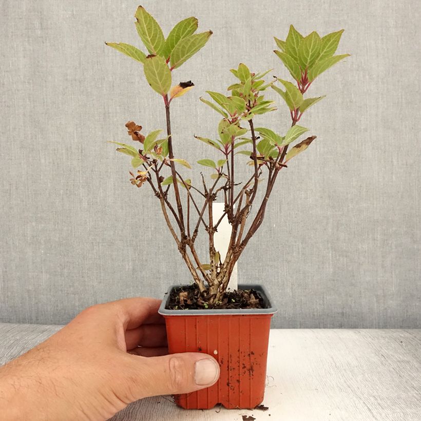 Spécimen de Hydrangea paniculata Polestar - Hortensia paniculé Godet de 8/9 cm tel que livré en été