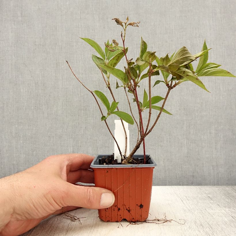 Spécimen de Hydrangea paniculata Skyfall - Hortensia paniculé Godet de 8/9 cm tel que livré au printemps