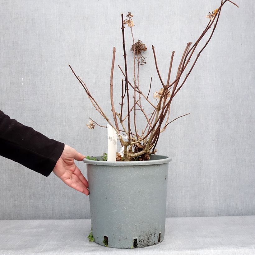 Spécimen de Hydrangea paniculata Sundae Fraise - Hortensia paniculé rose en pot de 7,5L/10L tel que livré en hiver