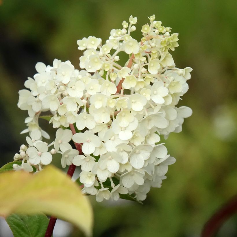Hydrangea paniculata Sundae Fraise - Hortensia paniculé rose (Floraison)
