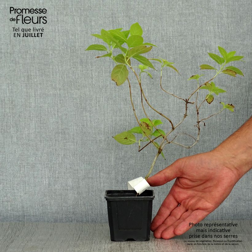 Spécimen de Hydrangea paniculata Sunlight - Hortensia paniculé tel que livré en ete