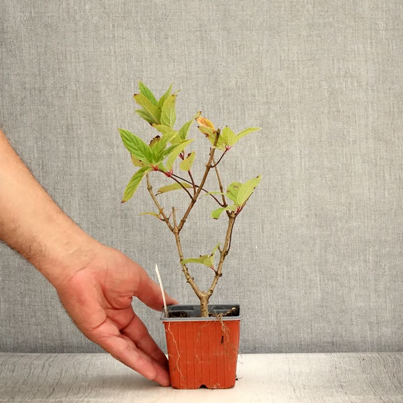 Spécimen de Hydrangea paniculata Tickled Pink - Hortensia paniculé Godet de 8/9 cm tel que livré en été