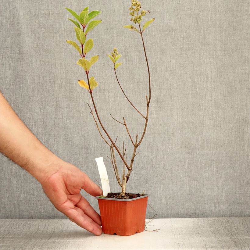 Spécimen de Hydrangea paniculata Unique - Hortensia paniculé Godet de 8/9 cm tel que livré en été