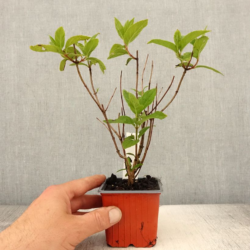 Spécimen de Hydrangea paniculata Unique - Hortensia paniculé - Godet de 8/9 cm tel que livré au printemps