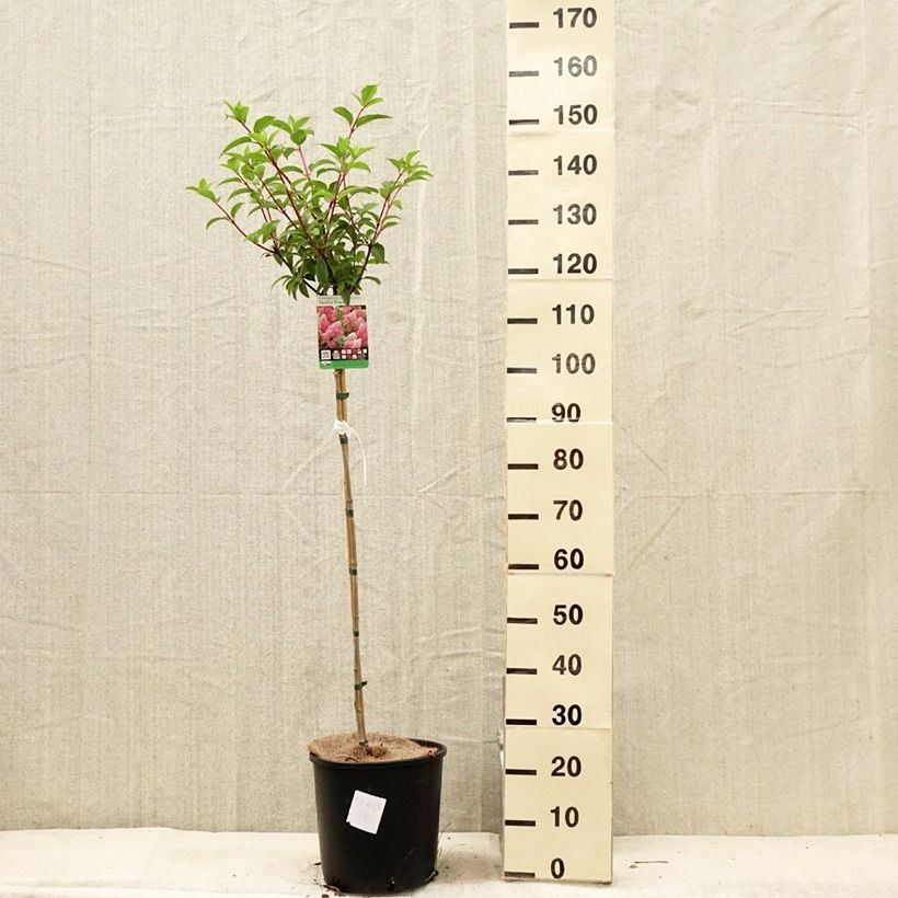 Spécimen de Hydrangea paniculata Vanille Fraise - Hortensia paniculé Pot de 7.5L/10L Tige de 90 cm tel que livré en été