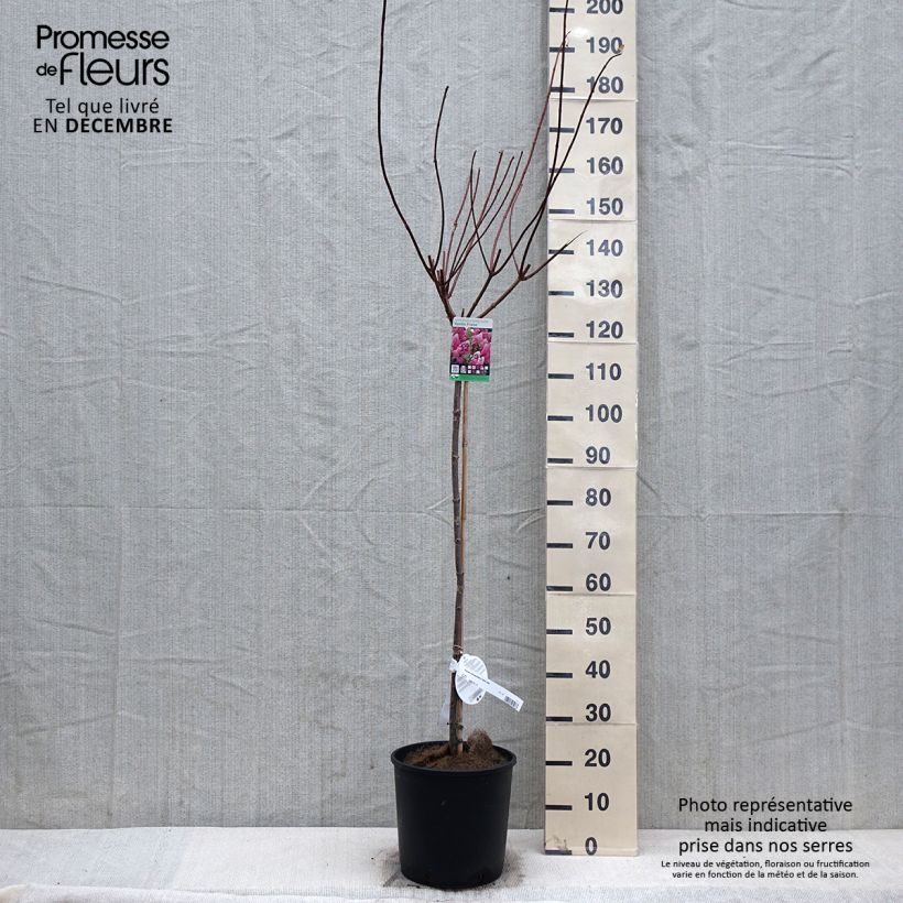 Spécimen de Hydrangea paniculata Vanille Fraise - Hortensia paniculé tel que livré en hiver