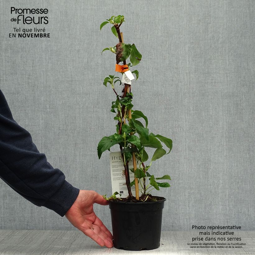 Spécimen de Hydrangea petiolaris Flying Saucer - Hortensia grimpant Pot de 2L/3L tel que livré en automne
