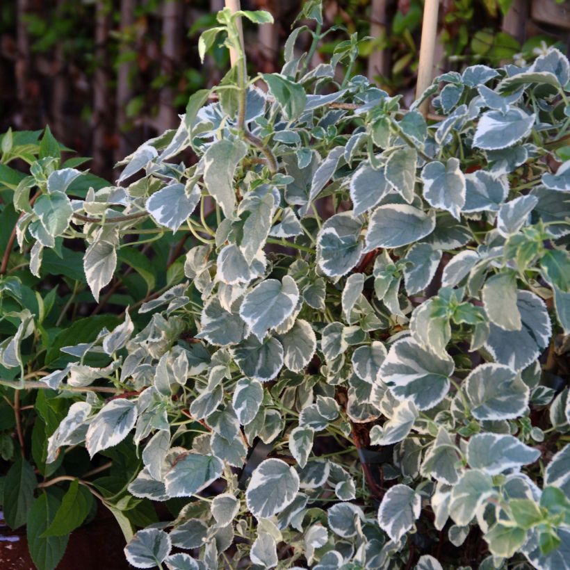 Hortensia grimpant - Hydrangea petiolaris Silver Lining (Port)