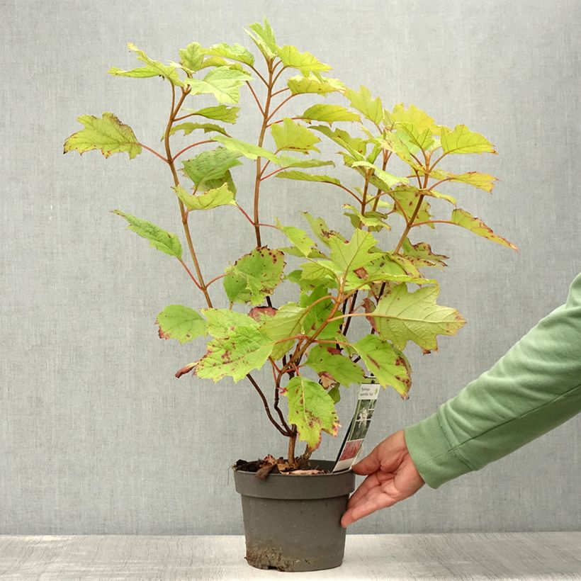 Spécimen de Hydrangea quercifolia Alice - Hortensia à feuilles de chêne Pot de 2L/3L tel que livré en été