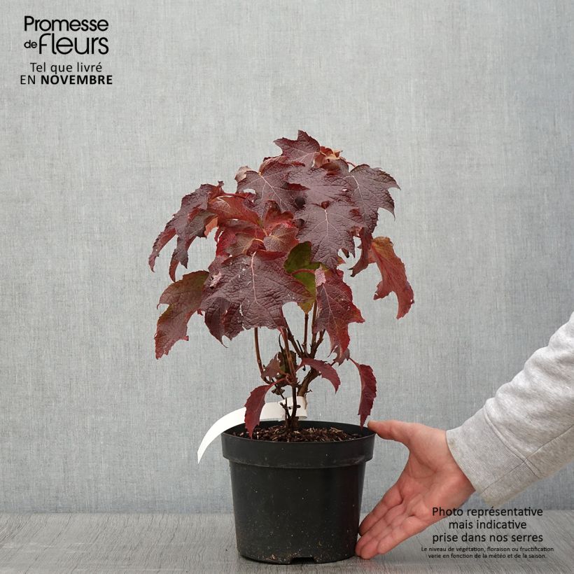 Spécimen de Hydrangea quercifolia Back Porch - Hortensia à feuilles de chêne tel que livré en automne