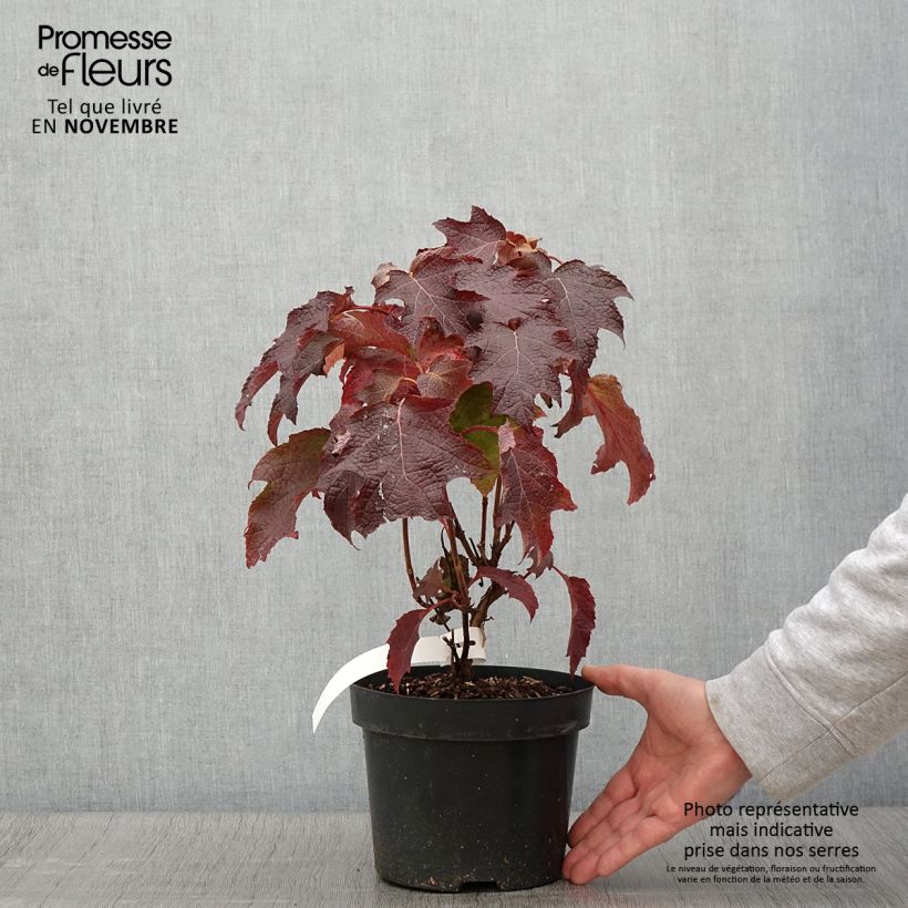 Spécimen de Hydrangea quercifolia Back Porch - Hortensia à feuilles de chêne Pot de 3L/4L tel que livré en automne