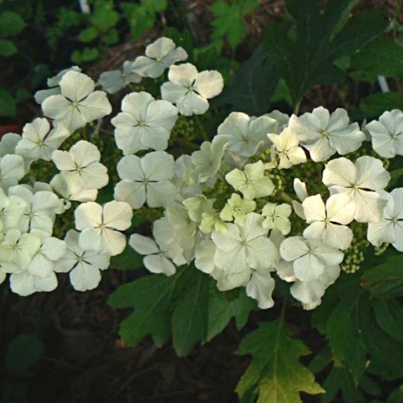 Hydrangea quercifolia Ice Crystal - Hortensia à feuilles de chêne (Floraison)