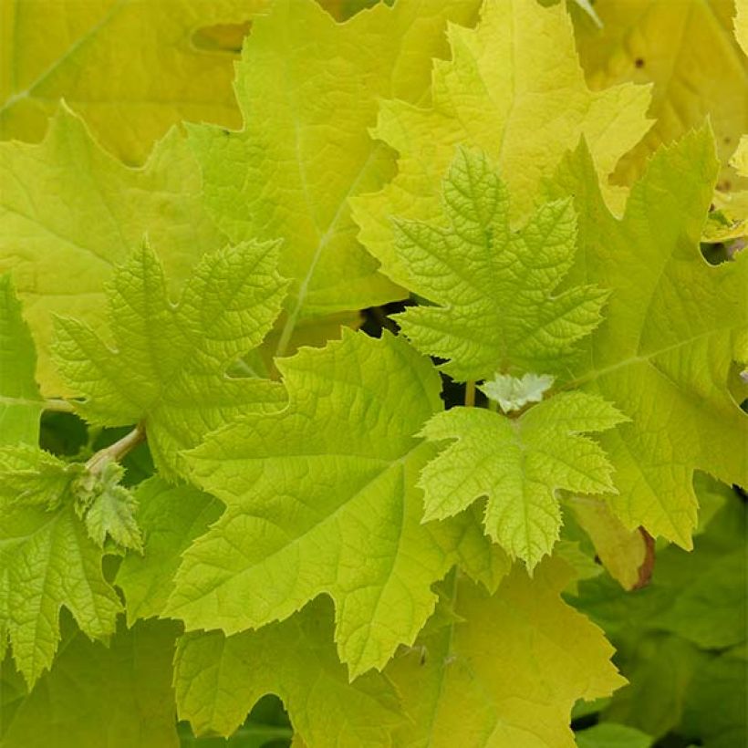 Hydrangea quercifolia Little Honey - Hortensia à feuilles de chêne (Feuillage)