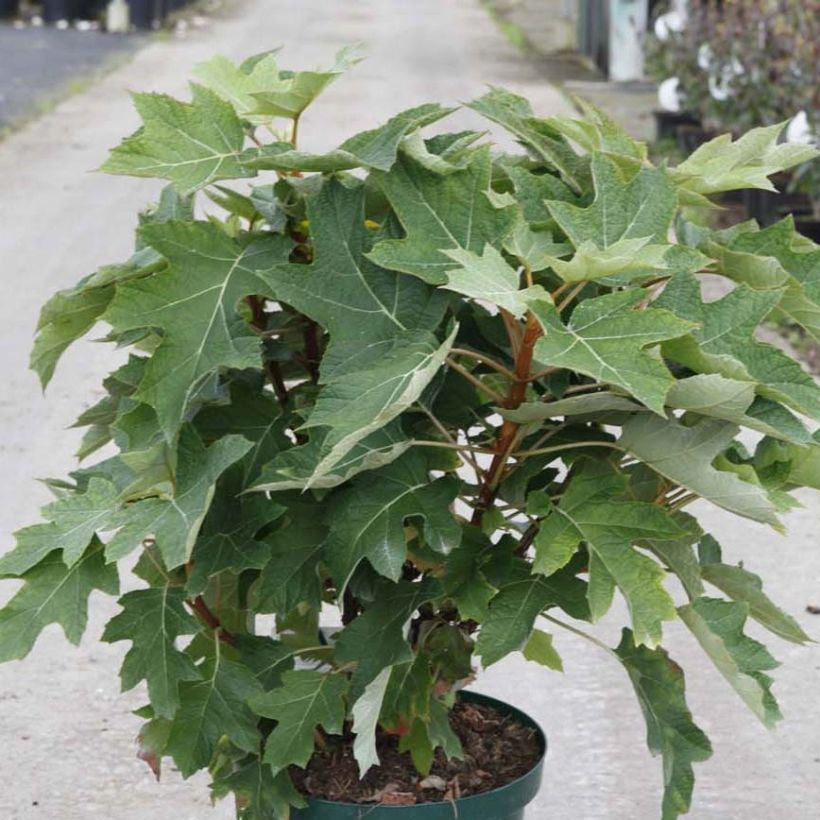 Hydrangea quercifolia Munchkin  - Hortensia à feuilles de chêne (Port)
