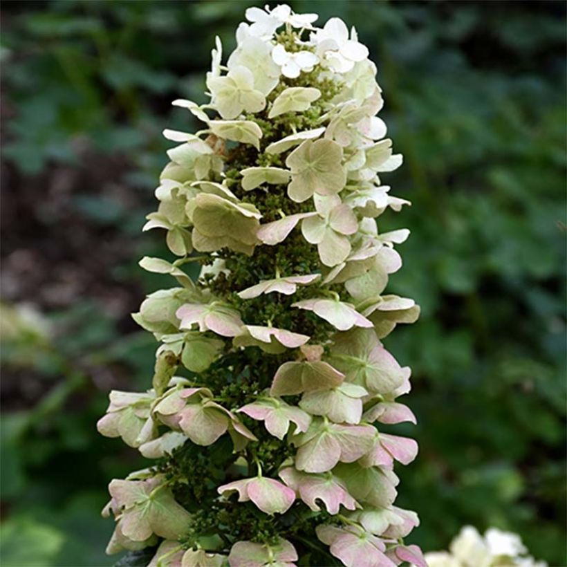 Hydrangea quercifolia Munchkin  - Hortensia à feuilles de chêne (Floraison)