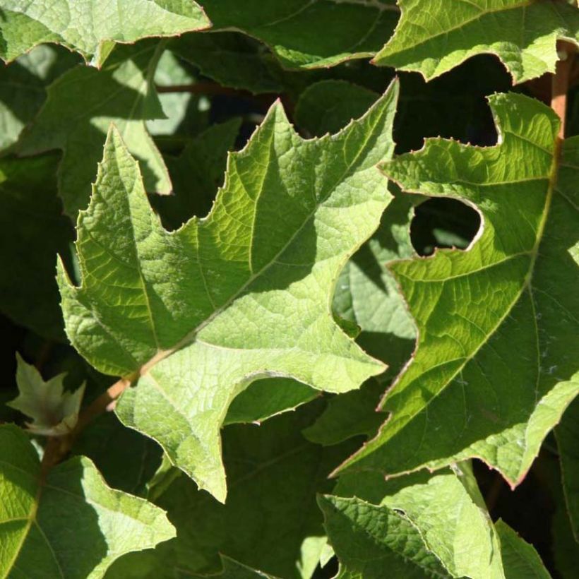 Hydrangea quercifolia Munchkin  - Hortensia à feuilles de chêne (Feuillage)