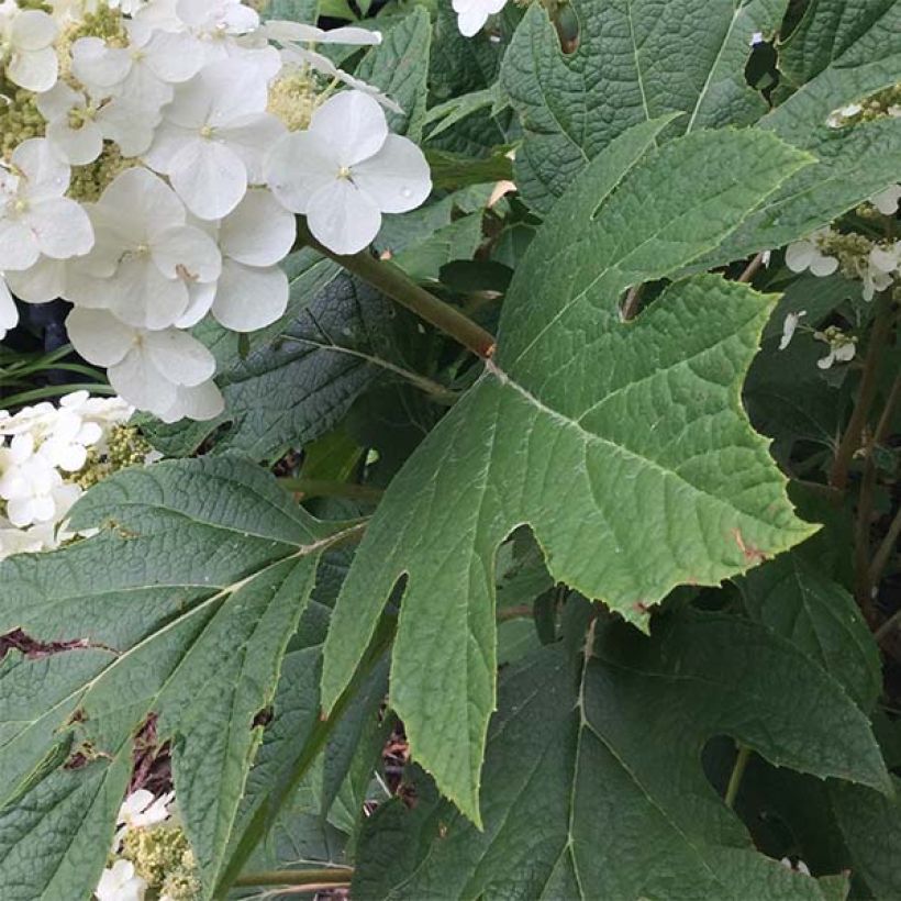 Hydrangea quercifolia Snow Queen - Hortensia à feuilles de chêne (Feuillage)