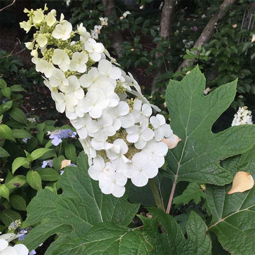 Hydrangea quercifolia Snow Queen - Hortensia à feuilles de chêne (Floraison)