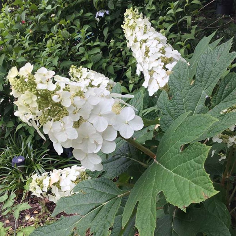 Hydrangea quercifolia Snow Queen - Hortensia à feuilles de chêne (Port)