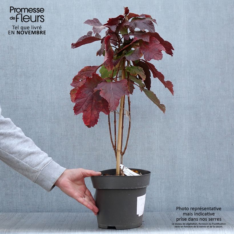 Spécimen de Hydrangea quercifolia Snowcicle - Hortensia à feuilles de chêne Pot de 4L/5L tel que livré en automne