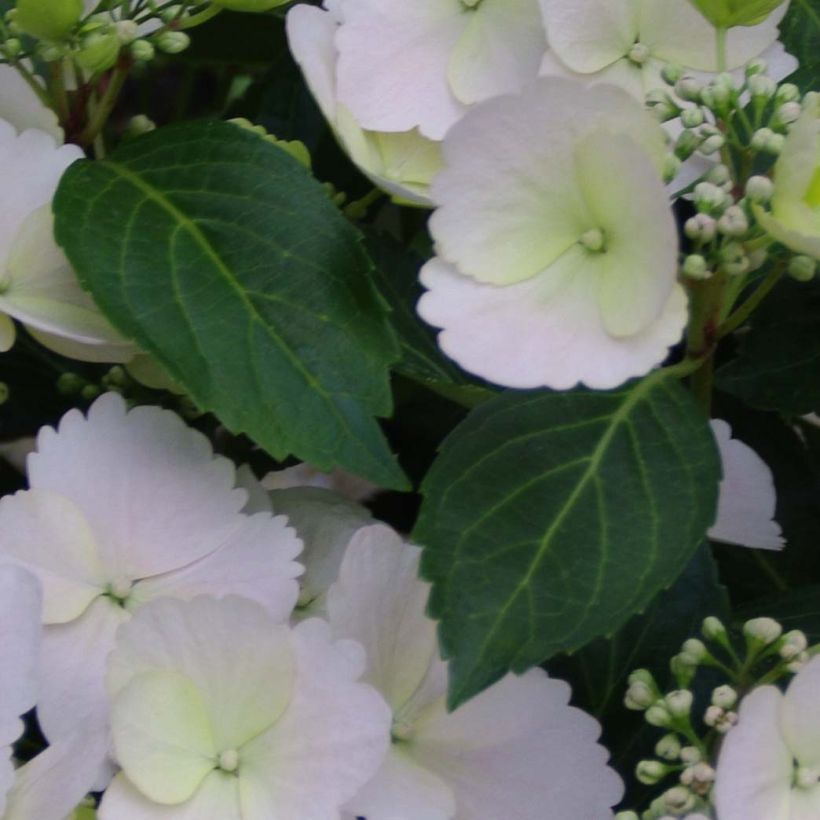 Hortensia - Hydrangea Runaway Bride (Feuillage)