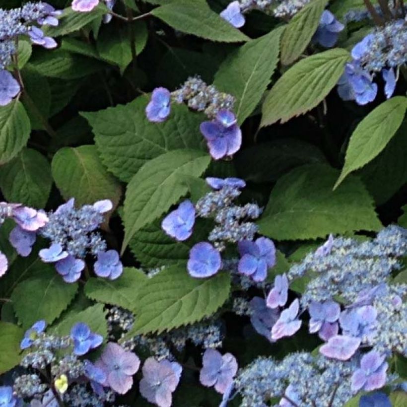 Hortensia - Hydrangea serrata Veerle (Feuillage)