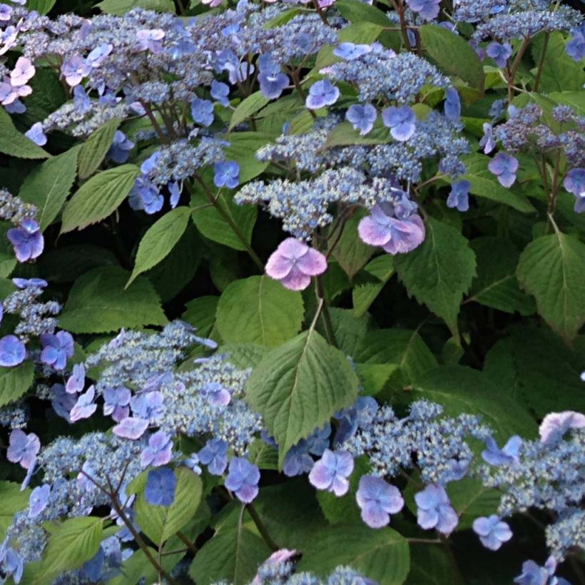 Hortensia - Hydrangea serrata Veerle (Floraison)