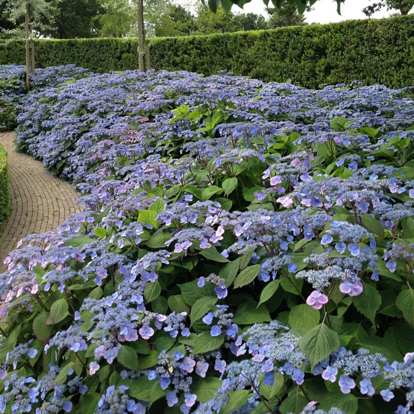 Hortensia - Hydrangea serrata Veerle (Port)