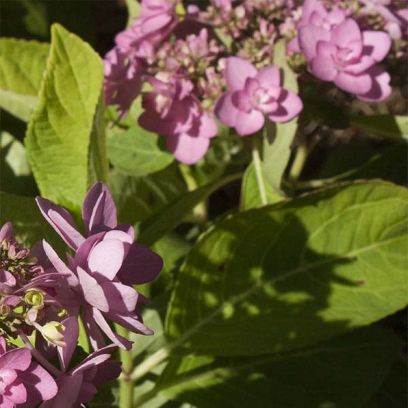 Hortensia - Hydrangea macrophylla You and Me Forever (Feuillage)