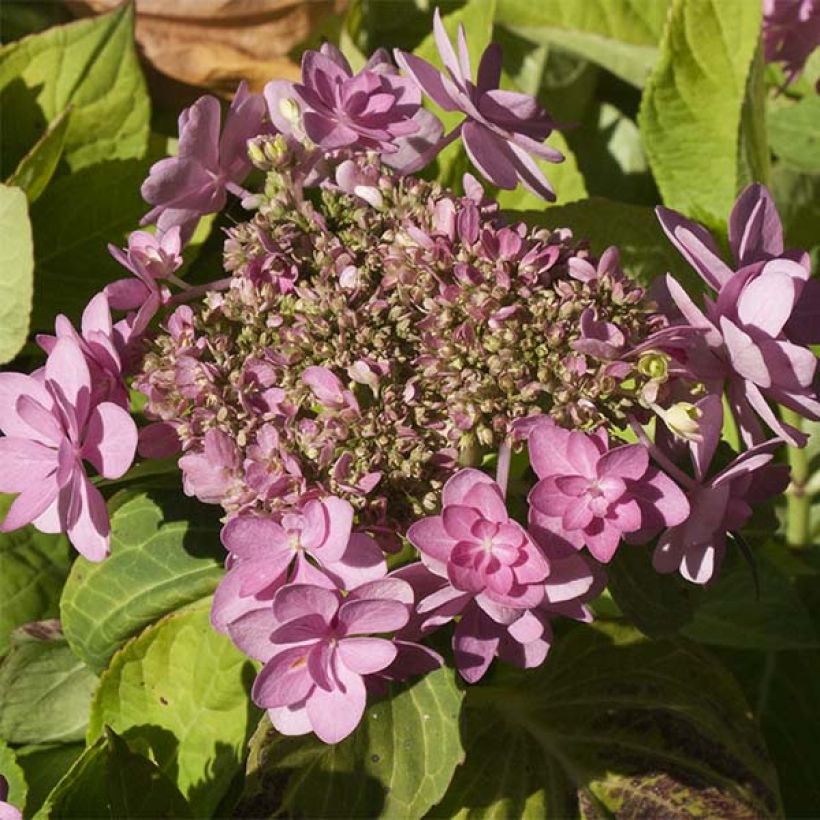 Hortensia - Hydrangea macrophylla You and Me Forever (Floraison)