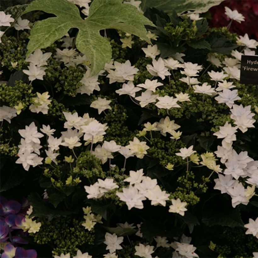 Hortensia - Hydrangea macrophylla Fireworks White (Floraison)
