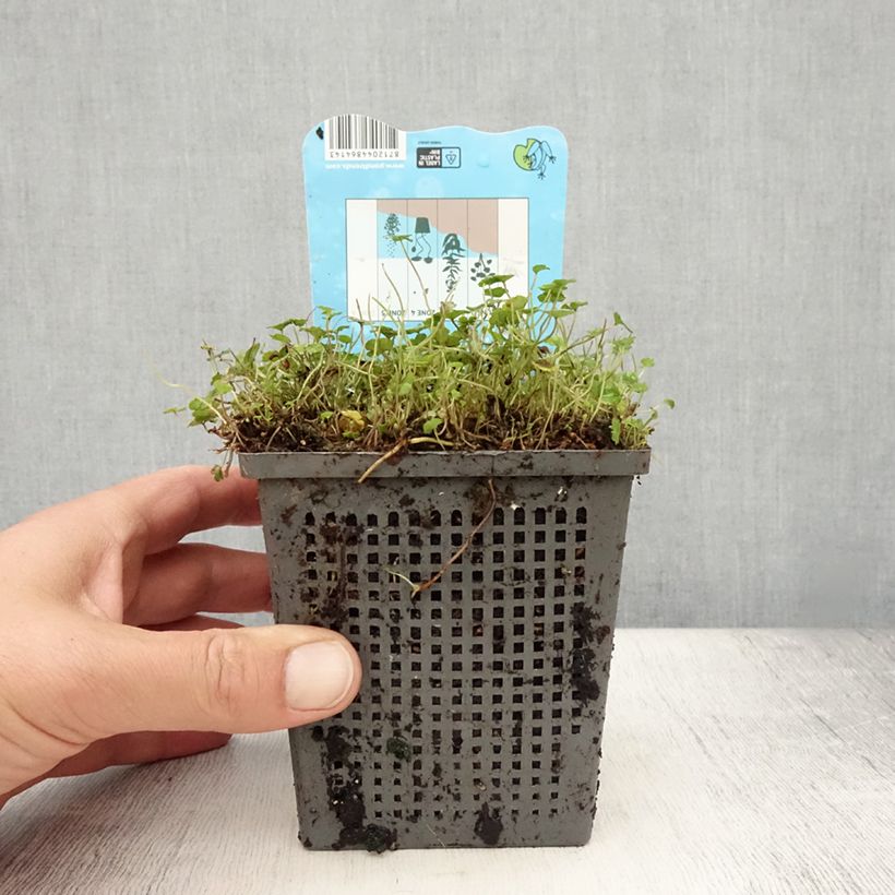 Spécimen de Hydrocotyle nova-zealandiae Pot de 1L/1,5L tel que livré en été